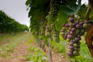 grape-vineyard